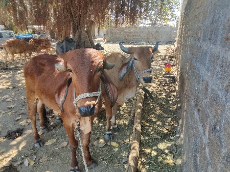 थंबनेल 3