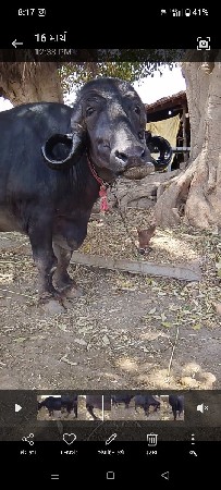 થંબનેલ 2