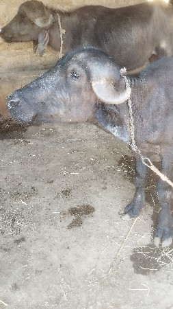 જાફરાબાદી પાડી વેચવાની છે