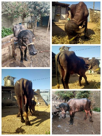 થંબનેલ 3