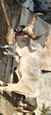 વાગાડીયો બદધ વેચવાનો છે