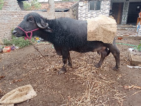 ભેંસ વેચવાની છે