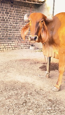 આ ગાય વેચવાની છે