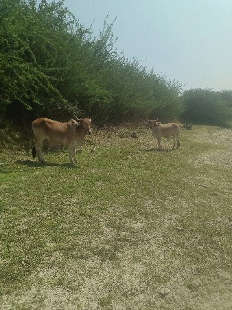 थंबनेल 2