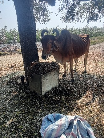 થંબનેલ 3