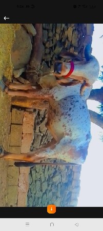 કાબરુ હોડકું વેચવાનું છે