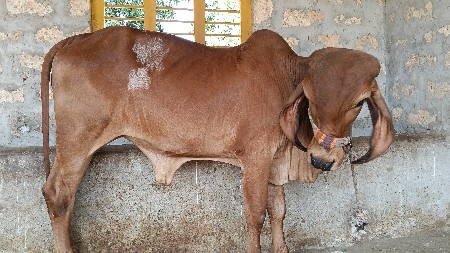 દોઢ વર્ષની ગીર વાછડી વેચવાની છે