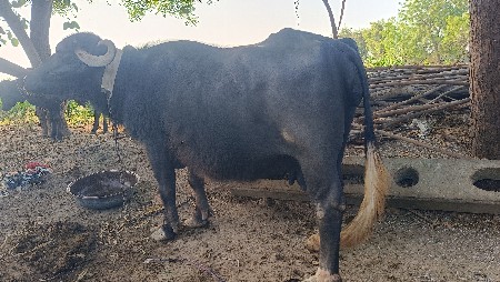 થંબનેલ 3