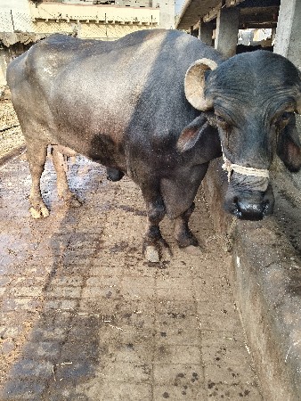 થંબનેલ 2