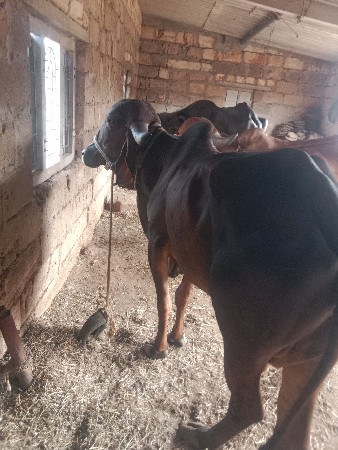 ઓરીજનલ ગીર ઓડકી વેચવાની છે