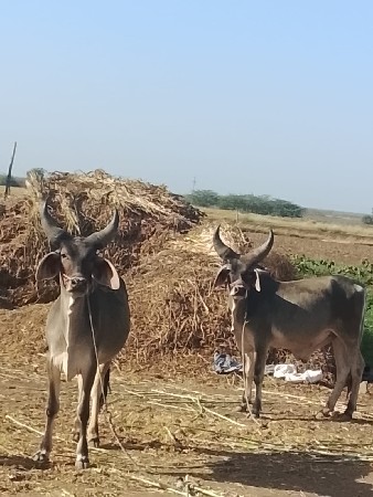 ગોધલા વેચવા ના છે