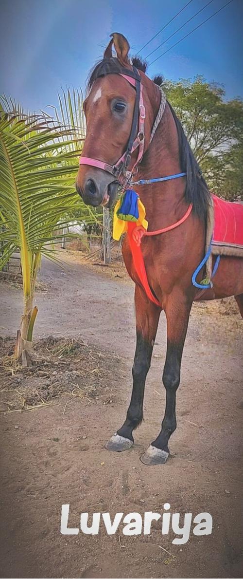 થંબનેલ 3