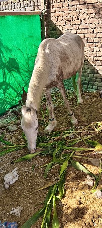 ઘોળી વેચવાની છે