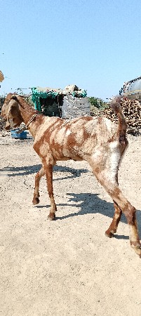 થંબનેલ 2