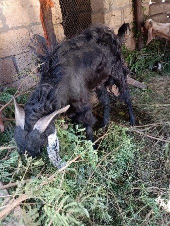 થંબનેલ 2