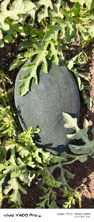 tarbuch vechva na che