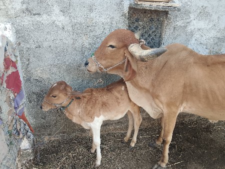 ગાય વેચવાની છે