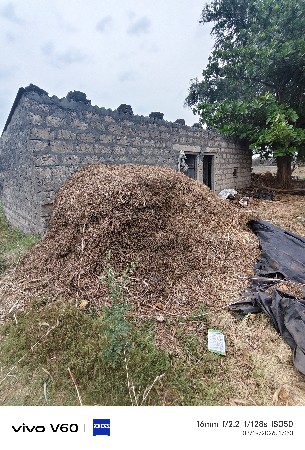 માંડવી નો ચારો વેચવાનું છે