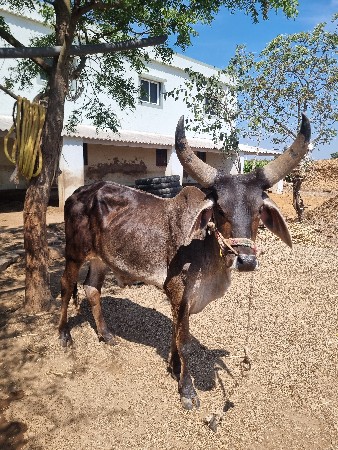 ગોધલો વેચવાનો છે
