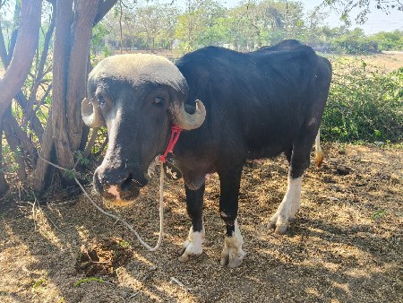 थंबनेल 2