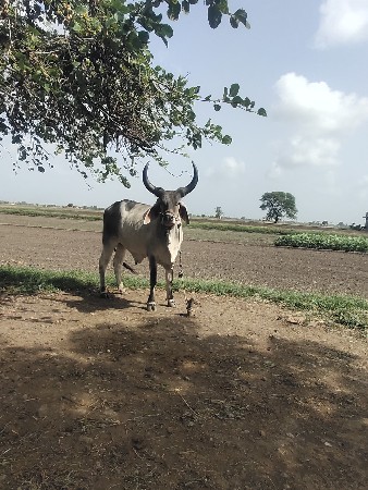 થંબનેલ 3