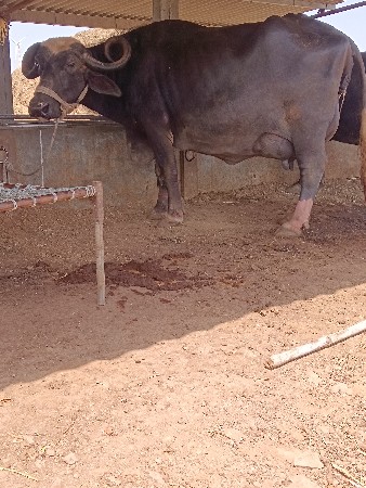 थंबनेल 2