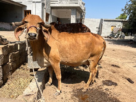 ગાય વેશવાની  છે