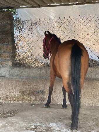 ફુલ પાવર વાડી ઘોડી વેચવાની છે