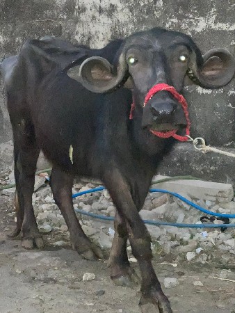 ખડાયવૅચવાનીછૅ