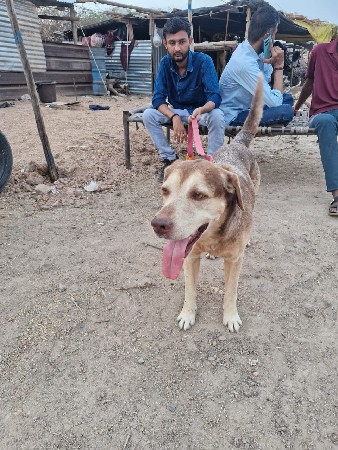 વેચવાનું. છે