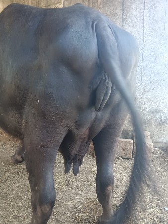 બીજું વેતર 20 દીવશની કાશી