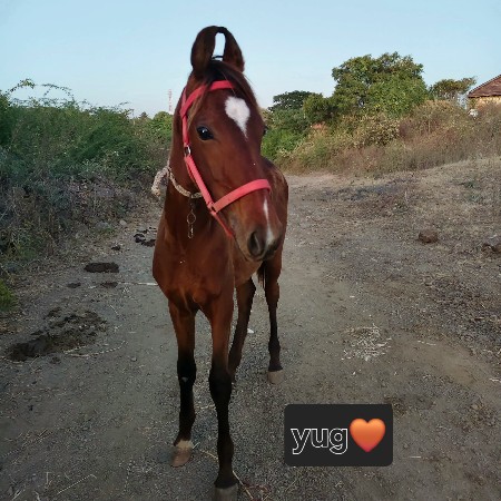 थंबनेल 2