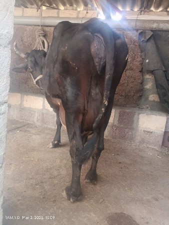 थंबनेल 3