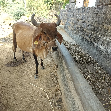 ગાય વેચવાની છે