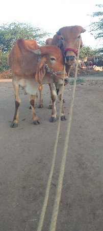 थंबनेल 2