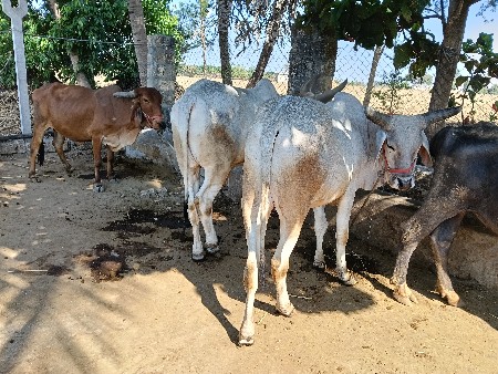 थंबनेल 2