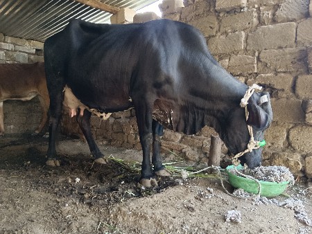 थंबनेल 3