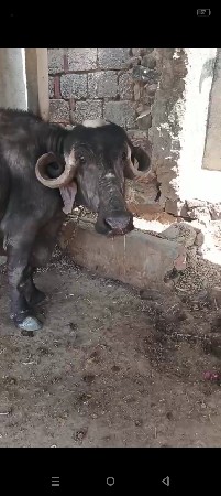 ભેંસ વેચવાની છે