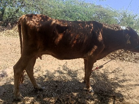 જર્સી ગાય મફત આપવાની છે