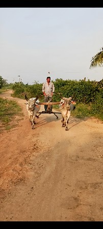ગોઠલા વેચવા ના છે