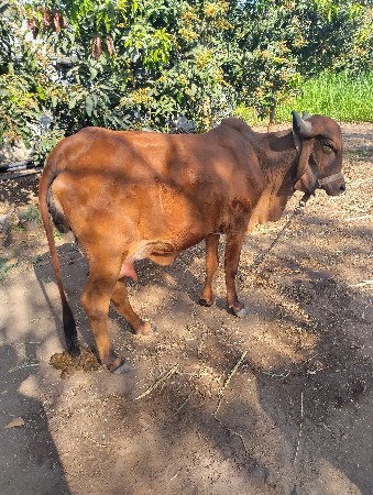 थंबनेल 3