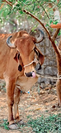 थंबनेल 2