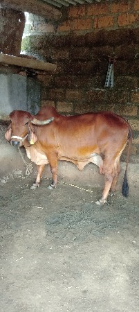 ગાય દેવાની છે