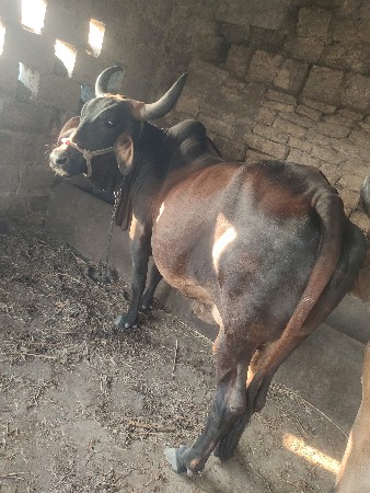 1.5 લિટર દૂધ છે