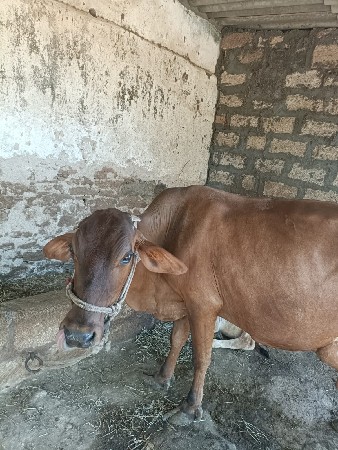 ક્રોસ ગાય દેવાની છે