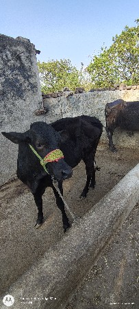 थंबनेल 2