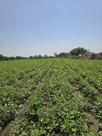 જમીન વેચવાની છે 12.5 વીઘા