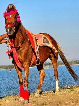 6-વર્ષ ની ઘોડી સે