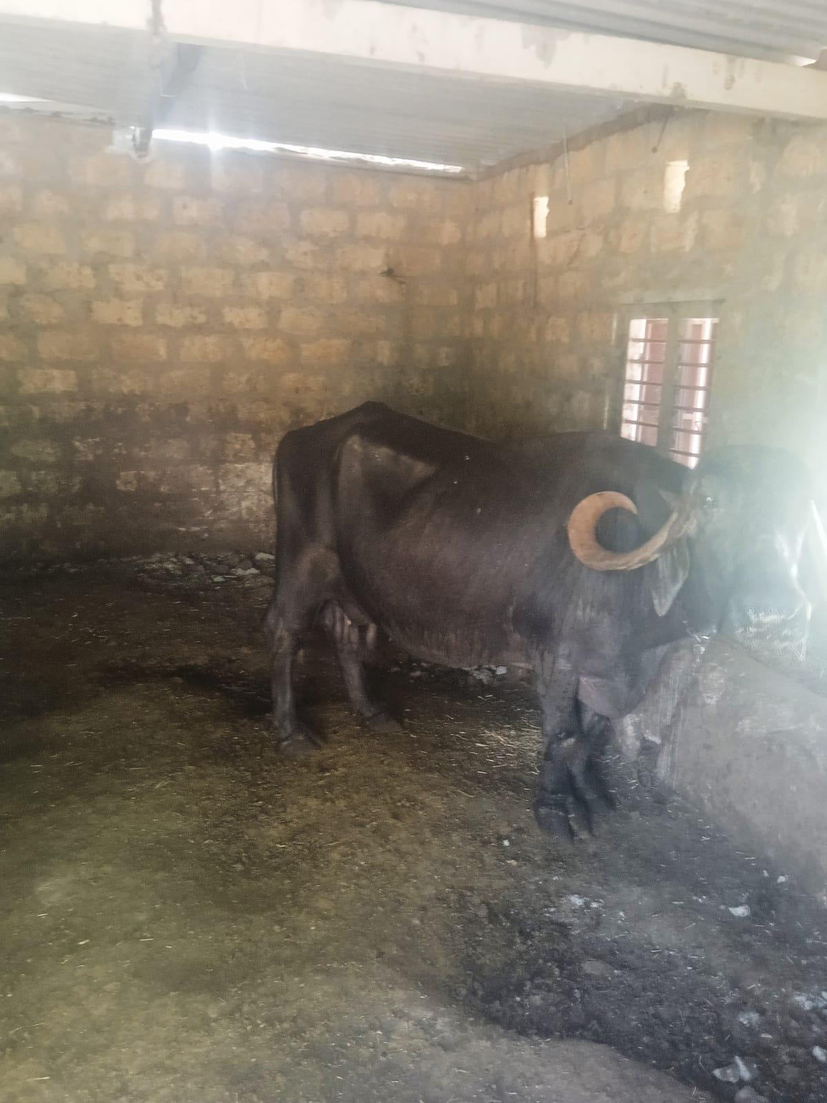 થંબનેલ 2