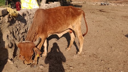 આ ગાય ઘાભણી છે